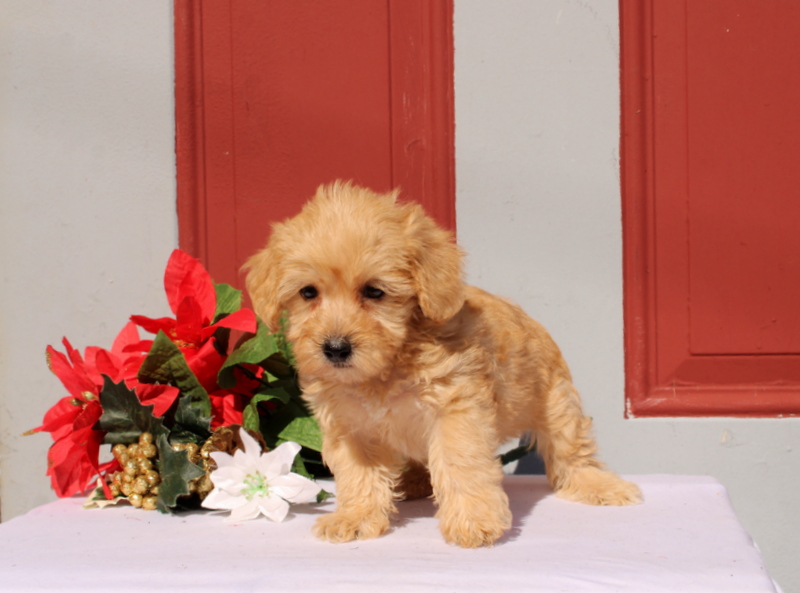 puppy, for, sale, Morkie-Poo, Matthew B. Stoltzfus, dog, breeder, Gap, PA, dog-breeder, puppy-for-sale, forsale, nearby, find, puppyfind, locator, puppylocator, aca